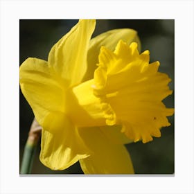 Daffodil Canvas Print