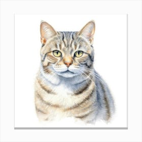 American Wirehair Shorthair Cat Portrait 2 1 Canvas Print