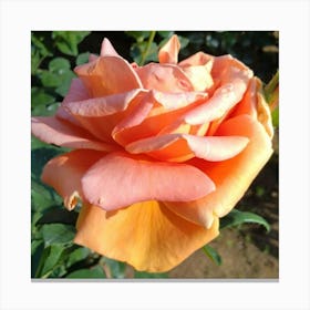 Peach Rose Canvas Print