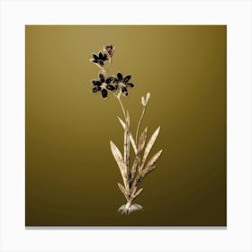 Gold Botanical Ixia Grandiflora on Dune Yellow n.1789 Canvas Print