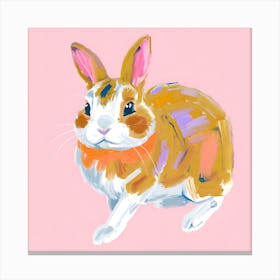 Netherland Dwarf Rabbit 03 Canvas Print