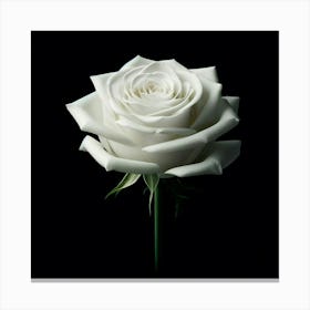 White Rose Canvas Print