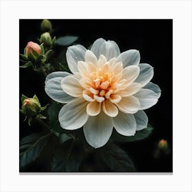 Dahlia 7 Canvas Print