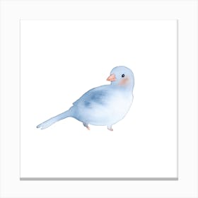 Blushing Bird Blue Square Canvas Print