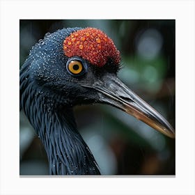 Black Stork Canvas Print