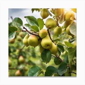 Pears On The Tree Canvas Print