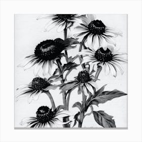 Black Eyed Susan Wildflower Vintage Botanical Art Print Eyed Susan Canvas Print