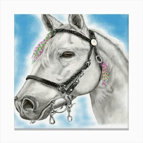 White Horse With Bridle Canvas Print