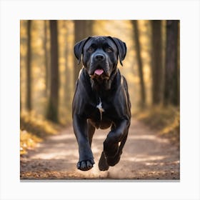Cane Corso Running In The Woods 2 Canvas Print