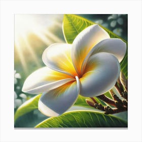 Frangipani Flower 5 Canvas Print