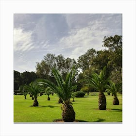 Palm Trees In The Park Canvas Print