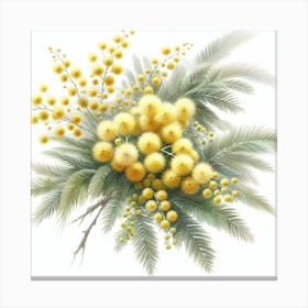Flower of Mimosa Canvas Print