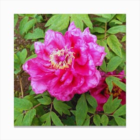 Peony 20 Canvas Print