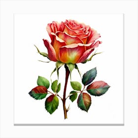 Rose 2 Canvas Print