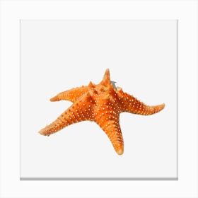 Starfish Canvas Print