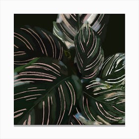 Plant Leaves Canvas Print