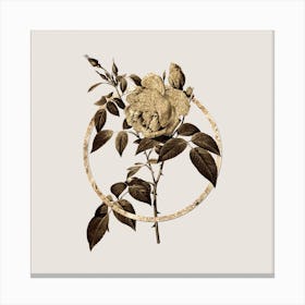 Gold Ring Fragrant Rosebush Glitter Botanical Illustration n.0230 Canvas Print
