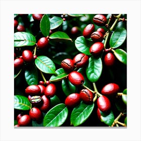 Coffee Berries 2 Canvas Print