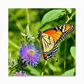 Butterflies Insect Lepidoptera Wings Antenna Colorful Flutter Nectar Pollen Metamorphosis (13) Canvas Print