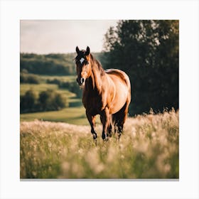 Horse In The Field Canvas Print