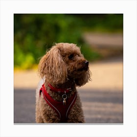 Poodle On The Road Canvas Print