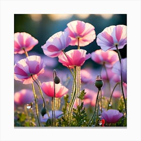 Pink Poppies At Sunset Canvas Print