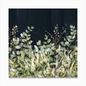 Eucalyptus 2 Canvas Print