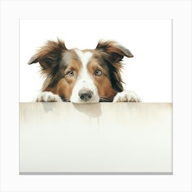 Border Collie 12 Canvas Print