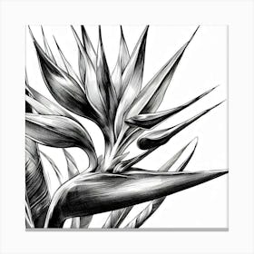 Bird of paradise flower 7 Canvas Print