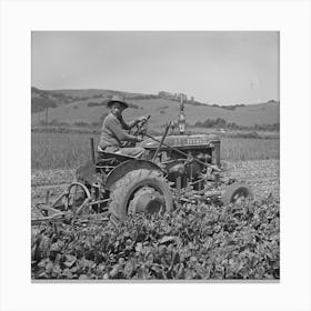 San Benito County, California, Japanese Americans Operating Spinach Harvester While They Wait For Final Canvas Print