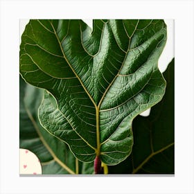 Fig leaf Canvas Print