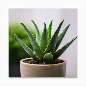 cute mini Aloe plant in a pot Canvas Print