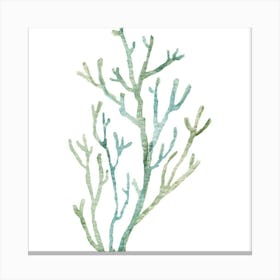 Coral Branch 1 Canvas Print