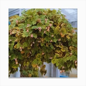 Hanging Ivy Canvas Print