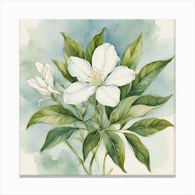 White Jasmine Canvas Print