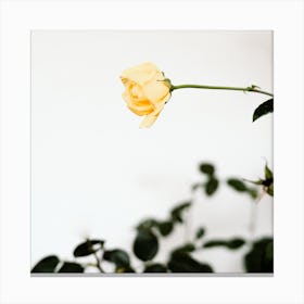 The Single Yellow Rose Square Canvas Print