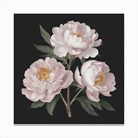 Peonies 5 Canvas Print