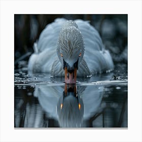 Swan Reflection 1 Canvas Print