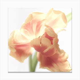 Tulip Canvas Print