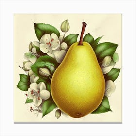 Pear Blossom Canvas Print
