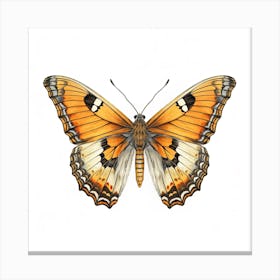 Butterfly 21 Canvas Print