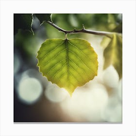 Green Leaf On A Branch Canvas Print