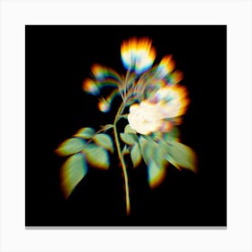 Prism Shift Adelia Aurelianensis Botanical Illustration on Black n.0329 Canvas Print