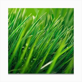 Close Up Of Green Grass 1 Canvas Print