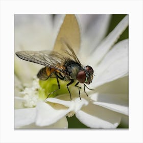 Flies On A Flower Canvas Print