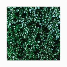 Close Up Of Green Plants Canvas Print