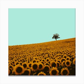 Sunflowers Canvas Print