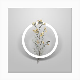 Vintage Adenocarpus Minimalist Flower Geometric Circle on Soft Gray n.0297 Canvas Print