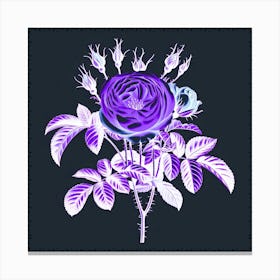 Purple Rose Canvas Print