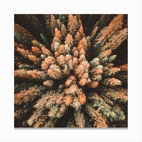 Aerial View Of Pine Trees 1 Canvas Print